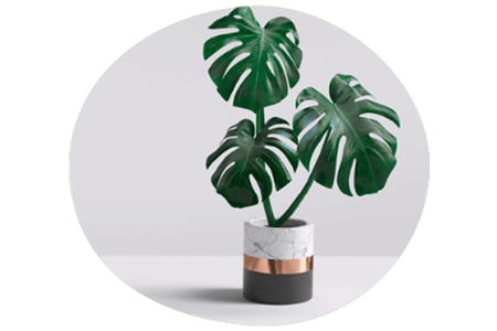 House plant growing showing calming positivity